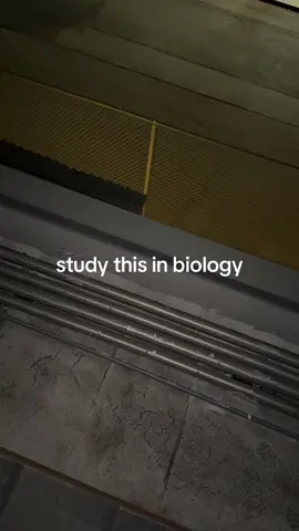 new species #fyp #piss #canyonhills #highschool 