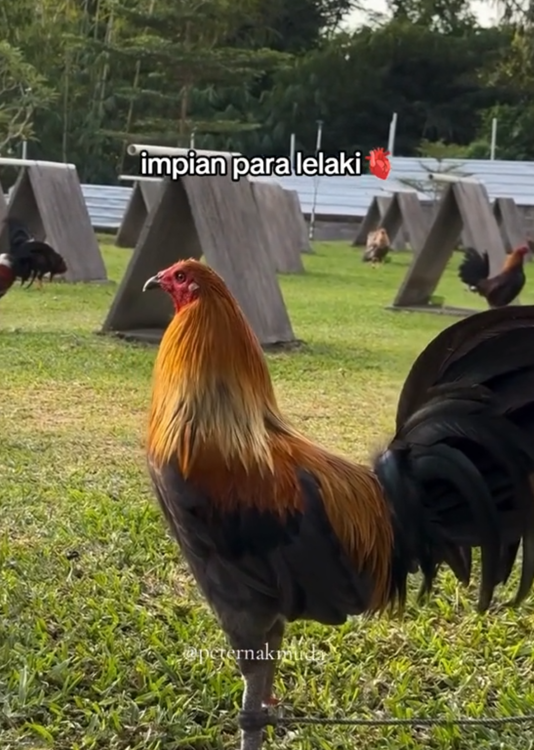 idaman lelaki tampan😎🐓 #peternakmudaindonesia #ayamplipin🇸🇽 #fyppppppppppppppppppppppp 