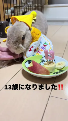 9月13日に13歳になりました 大好きなバナナ🍌とリンゴでお祝い(๑♡∀♡๑) いつまでも元気でいて欲しいな #ウサギ#うさぎのいる生活 #シニアうさぎまだまだ元気 #ウサギ13さい 