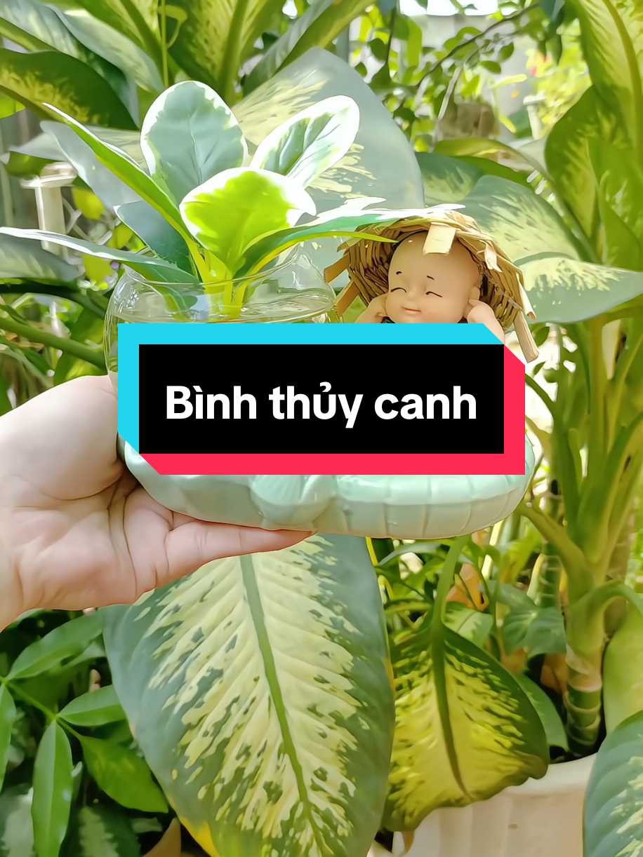 Combo bình thủy canh kèm chú tiểu #binhthuycanh #binhthuycanhchutieu #chutieukembinhthuysinh 