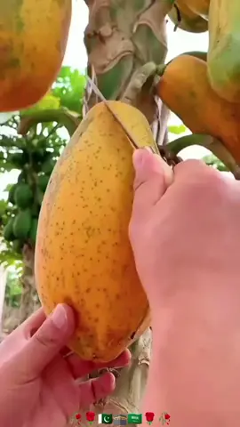 I love Madina#I love🥀 🌹Muhammad🌹🌹🇸🇦🕋🇵🇰🥀🍐🥭🥝🍇🍇🍅🍎🍉🍉🍓🫐🍋🍈🍈🍒🍒🍊🍐🍇🍇🍅🍅🍉🍓🍓🍓🥝🥝🥝🍇