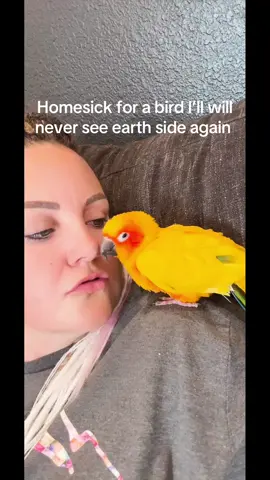 Some hearts are to big to be caged #sunconure #conure #bestboyever #togoodforthisworld #homesick 
