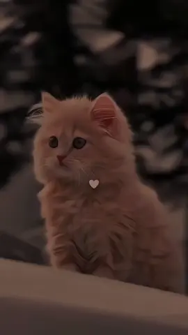 #💥🔥🌸🥀❤️‍ #foryoupage #plzviral🥺🥺🙏🙏foryoupage #ppppppppppppppppppppppppppppppp...........mmmmmm.#