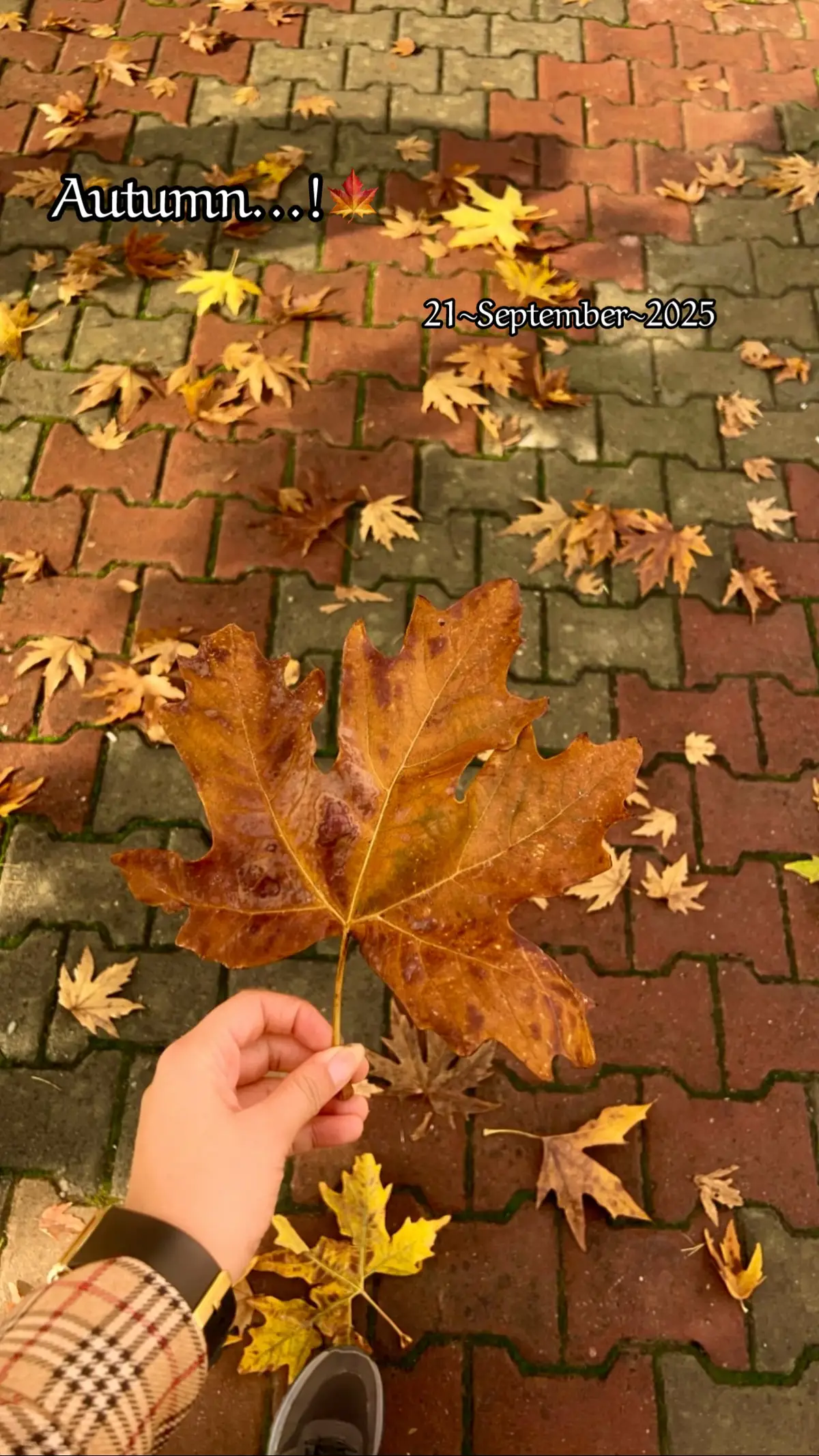 😍🍁#kurdistan #soran #nature #autumn #naturevibes 😍🍁🍂