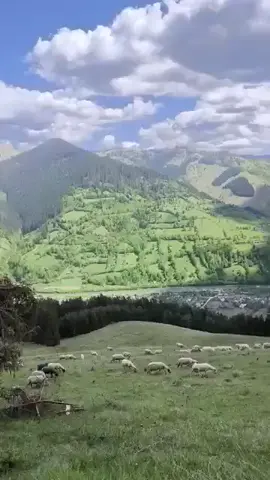⛰️🌲🐑🐏⛰️#agricultura🚜🌱  #oite #oi #caine #transhumanta 