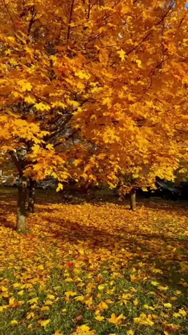 #sabahınızxeyir🌤🌻 #trend #fyp #nax #bak 