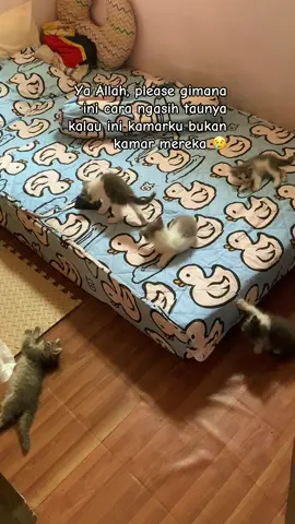 Gimana ini? #catsoftiktok #catlover #kucing #kucingtiktok #cat 