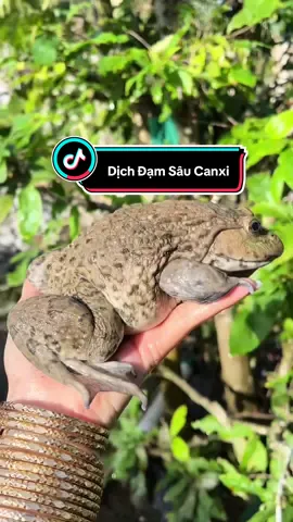 Dịch Đạm Sâu Canxi siêu Tăng Trọng cho ếch #dichdamsaucanxi #dichdamthuyphan #dichdamchoech #dichdam #sintaphoa 