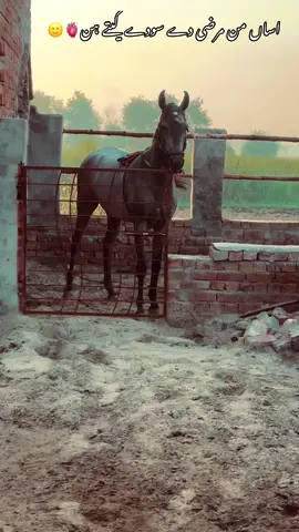 اساں من مرضی دے سودے کیتے ہن🫀🐴#گھوڑے_شوق_نواباں_دا🐴 #foryou #foryoupage #گھوڑا_ہمیشہ_طاقت_کی_علامت_رہا_ہے #pinda_wale #پنڈاں_آلے #horselovers #poetry🥀 #❤️ #100k #fyp #status #viewတေရှယ်ကျ #👌🏻 #trending #lines #شوق #🐴 #trendingsong #❤️ 