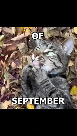 🗣️ 🗣️ 21ST NIGHT OF SEPTEMBER 🔥 🔥 #21stnightofseptember #earthwindandfire #catsoftiktok #catcore #cats 