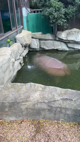 #hippo 