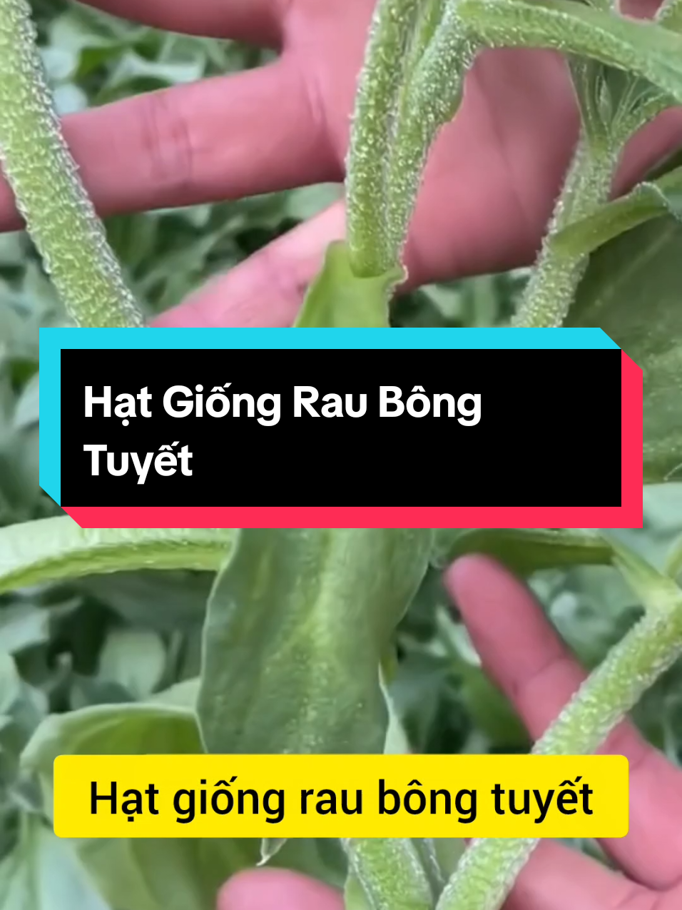 Hạt Giống Rau Bông Tuyết #hatgiong #raubongtuyet #raukimcuong #trongrau #muataitiktokshop 