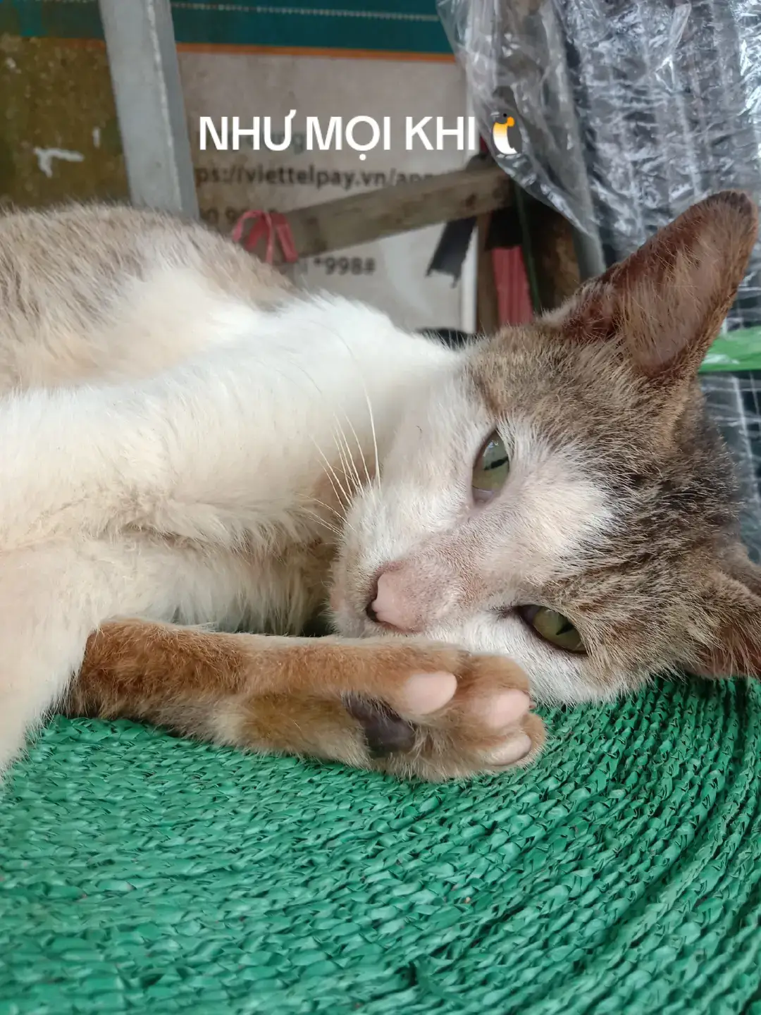 #xuhuong #foryou #trending #picture #fyp 