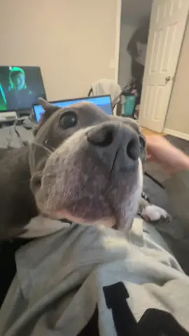 Bulldogs are so clingy#usa🇺🇸 #funnyvideos #dog #bulldog #clingy #funnydog#foryou 