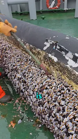 The secret life of goose barnacles #funny #foryou #tiktok #fyp 
