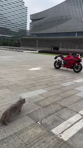 Biker Cat#typ 