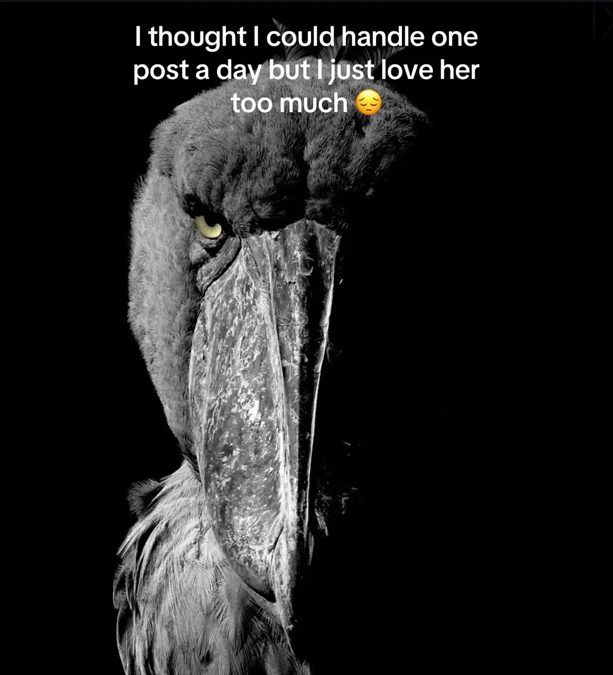 I don’t think I’ve loved anyone like this girl before, it’s like she has been something that I’ve wanted and needed for my entire existence and I didn’t know until we met. It’s been 3 years and my feelings have only gotten stronger for her 🧡