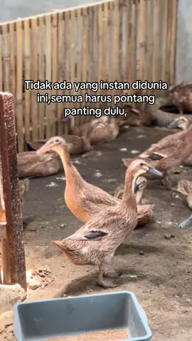 #bosmuda #peternakbebek #bebekpetelur #peternakmuda #peternak #KRD #kiarunnerduck 