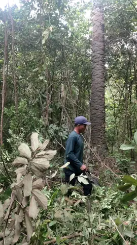 tolong ini yang punya #fypsawitsumatra #sawitsumatra #sawittiktok🌴🌴🌴 