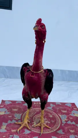 chuẩn bị cho e đi tìm ⭐️ 🌟😁