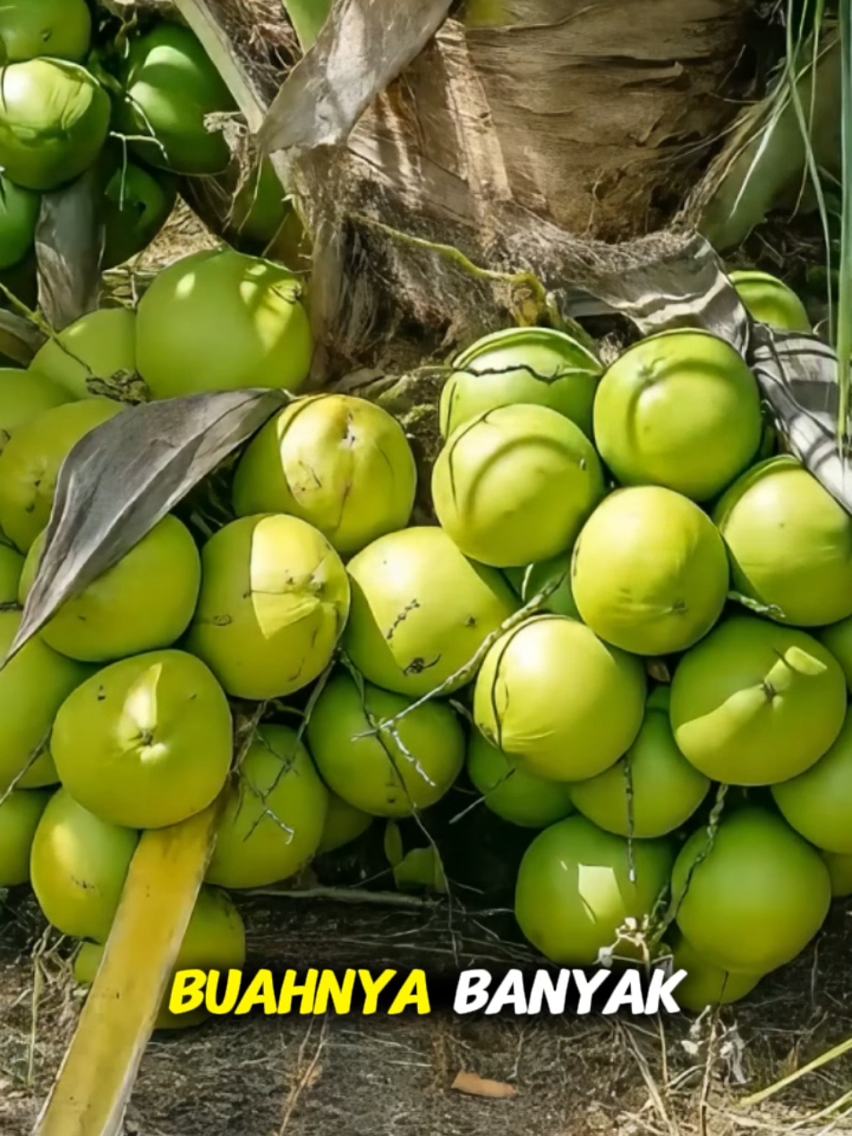 Bibit Kelapa Genjah Entog unggulan#KelapaGenjahEntog #BibitKelapa #BibitUnggul #KelapaCepatBerbuah #KelapaGenjah 