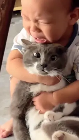 #cat #cute #catvideo #cutecat #funny 