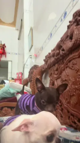 Gãy răng r ⚙️#chihuahuamini #chihuahua #xh #xhhhhhhhhhhhhhhhhhhhhhhh 