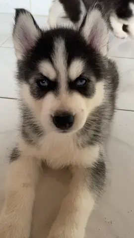 dari komuknya kalian bisa tau kan isi pikiran adek apa?😭🙏🏻 #bayinana #nana #husky 