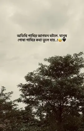 অতিথি পাখির আগমন ঘটলে মানুষ পোষা পাখির কথা ভুলে যায় 😅🖤 #foryou #mayabii31 