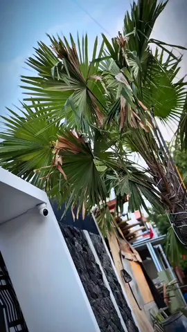 🥶🥶🥶 #aeroxvietnamstyle🇻🇳 #vietnamstyle🇻🇳 #soutvietnamscooterteam🇻🇳 #aeroxkingtosca #aeroxpasuruan 