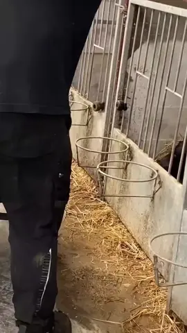 cow farm 🥰🥰🥰🥰🥰 #cow #farm #feed #trending #viralvideo 