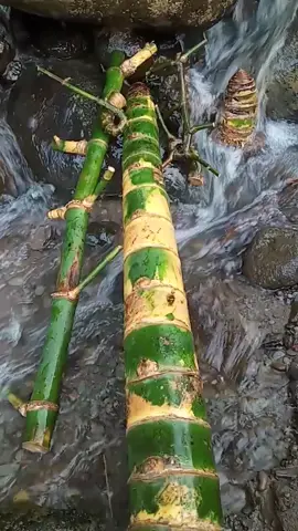 Badar, Kurung, Bambu Unik 