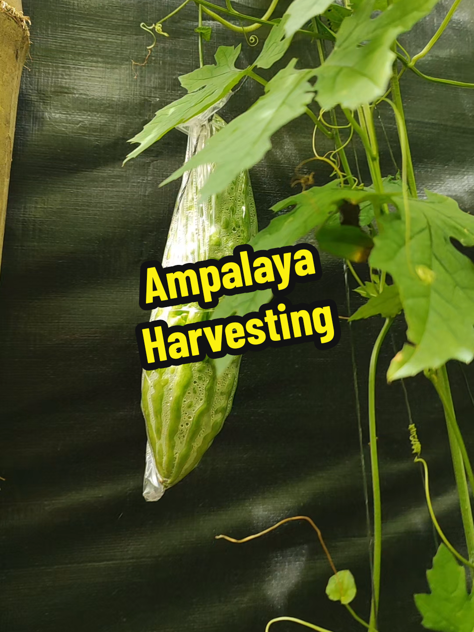 9-21 Ampalaya harvesting, first harvest ng ampalaya. Grabe nakakatuwa nmn at may bunga n ang ampalaya #farming #bicol #healthy #harvest 