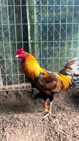 HÀNG HIỆU #viral #xuhuongtiktok #gatretayninh 