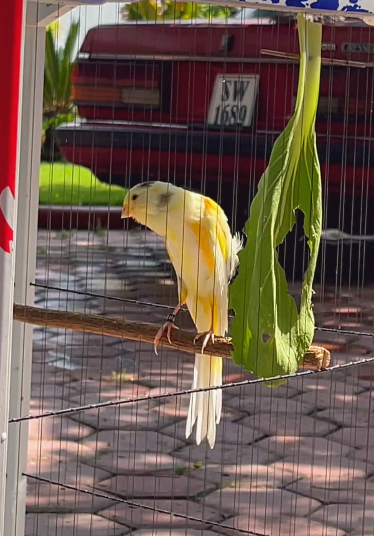 barang simpanan alias investasi😁📈 #kicaumania #kenariprospek #yorkshire #fyp #kenari #ternakkenari #kenarimaniaindonesia #tuban24jam #canary #burungkenari #pialaraja #kenariindonesia #pialarajajogja 