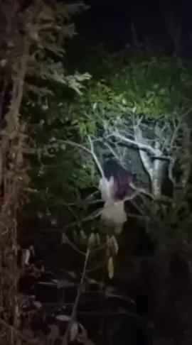 penampakan mbak sundel bolong kemaren malam desa petung jaya kec.jatiroto menurut informasi ada seorang mikat burung malam malam melihat penampakan sama penddk disana sudah diperingatkan kan #fyp#