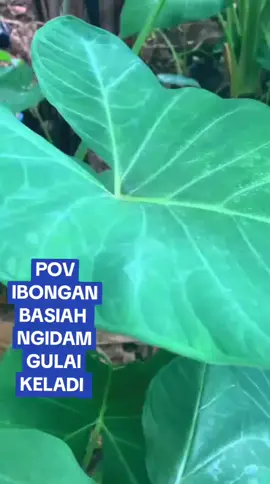 #kontenkreatorpagaralam #tiktokerpagaralam #keladiviral @inuysupan4 #sumsel 