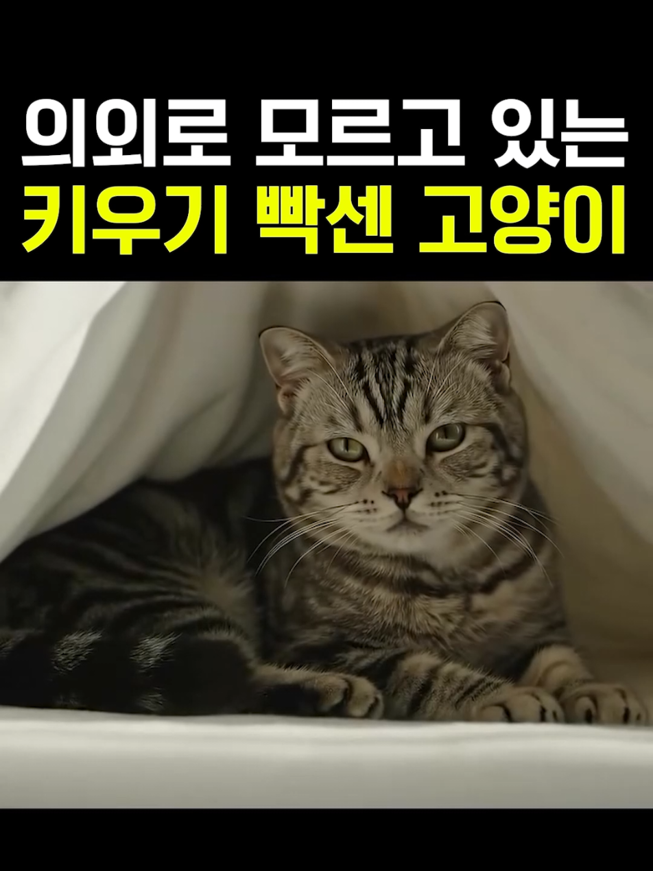 힘들구나.. #고양이 #반전 #추천 #웃긴짤 