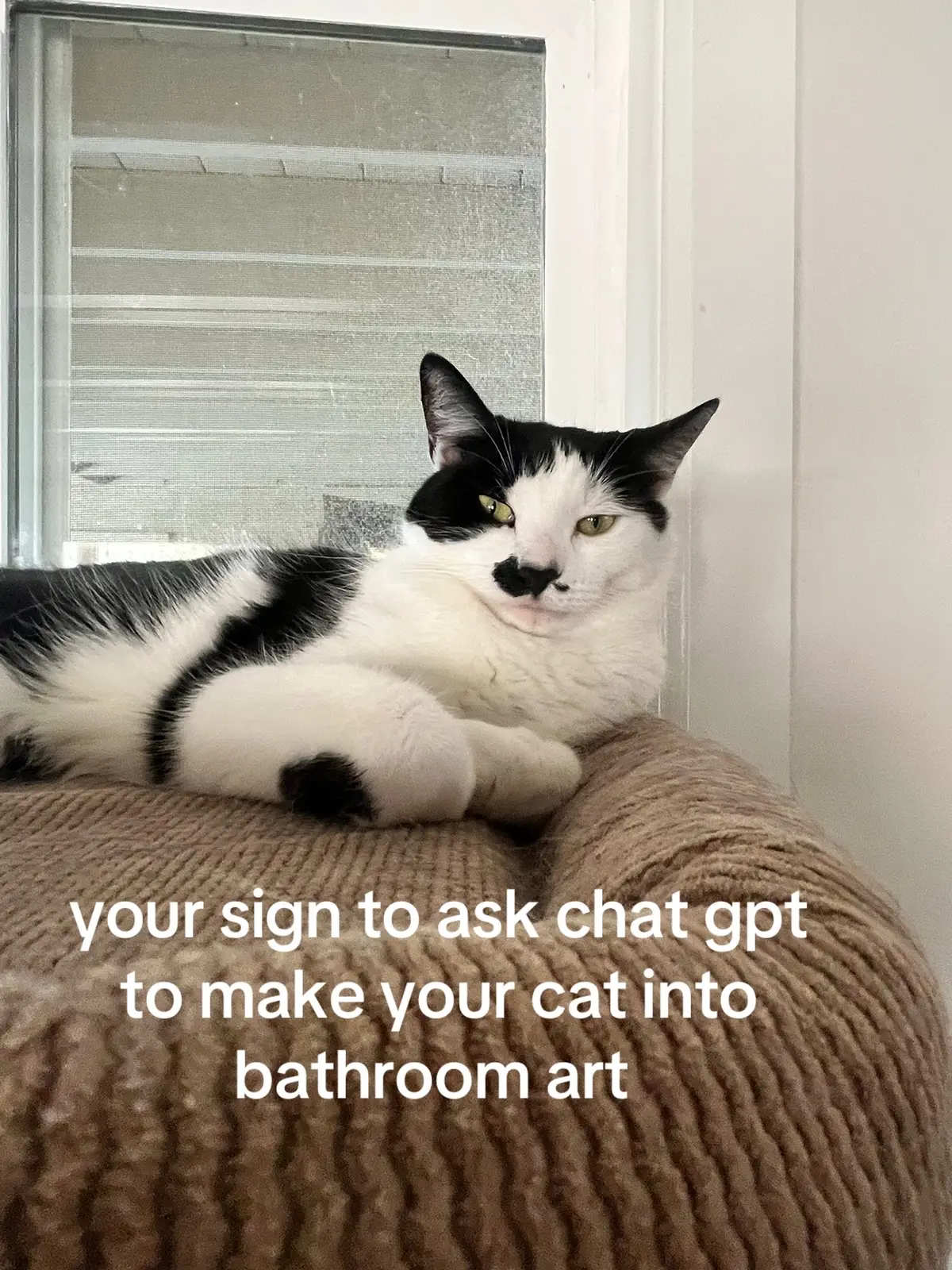 #chatgpt #catsoftiktok #cat 