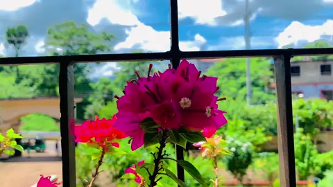 Flowers 😌🌸💗 . . . . #explore #foryou #reels  #nature #tiktok 