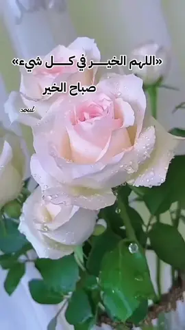 #صباحكم_أحلى_صباح🌹🌹 #صباحكم_سعادهـ🌸🍃 #صباحياتي🌸🎼#4u #like 