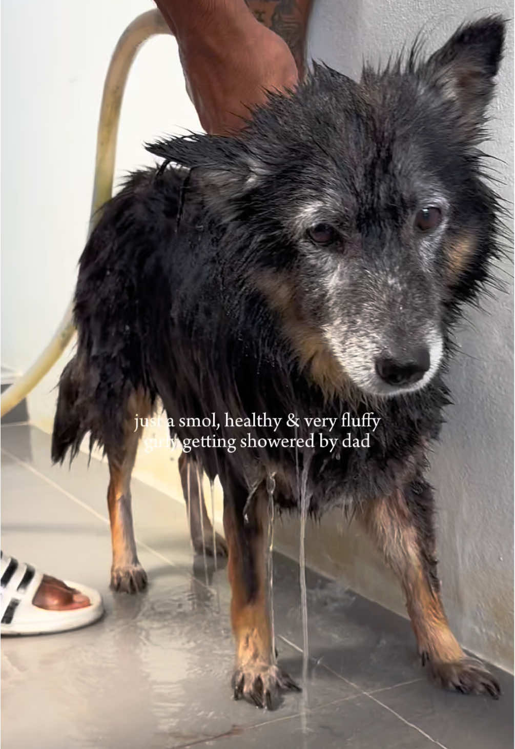 Waist tuck checks out ✔️ shower time this morning for this ball of fluff - before any comes at her claws yes they need clipping, no it’s not easy to do she hates it #rescuedog #streetdog #dogtransformation #dogoftheday #dogrescue