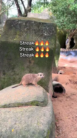 Streak reminder 🔥🔥🔥#GreenCreator #VinWonders #dulich #streak 