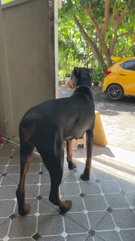 Kecuali Manusia Berwujud Anjing 🙌
