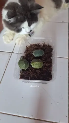 Terima kasih sudah berbelanja di kuromo 😊! Yuk simak video packing dari kuromo.. ditemani oleh cimut #promoseruweekend #fypppppppppppppppppppppppppppppp #fyp #kurakuraindonesia #kurakura 