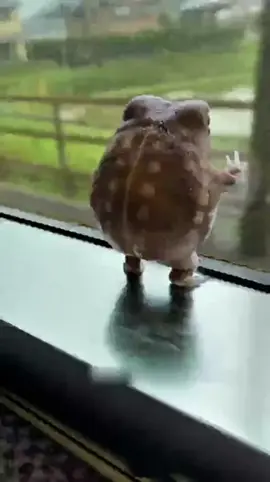 Katak Afrika Mirip Kentang🐸 #reelviral #fypviral  #hewan #katak  #hewan  Informasi Al