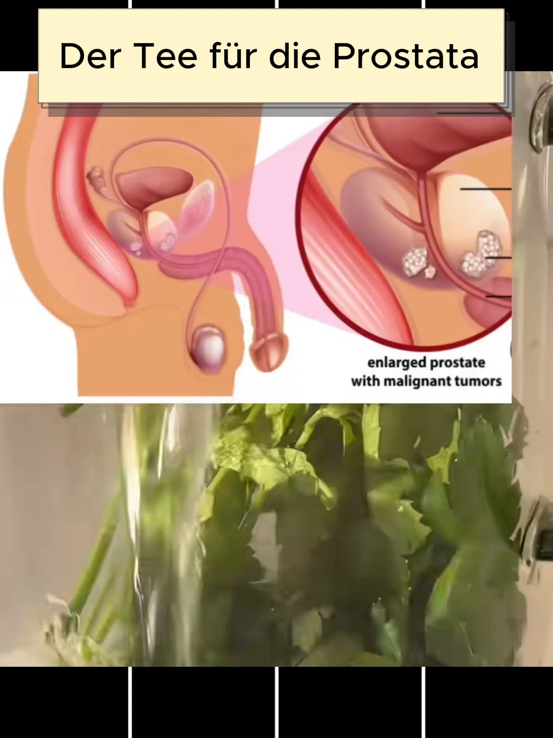 Der Tee für die Prostata 👍 #remedenaturel #prostat #thénaturel #persil #fyp