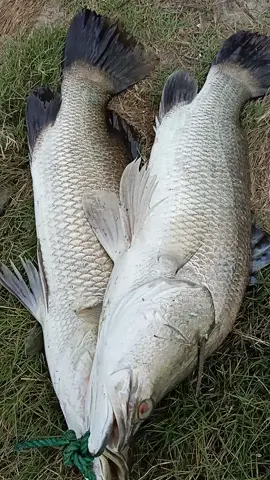 #mancing#liar#barramundi 