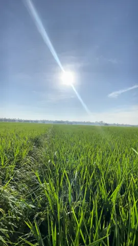 sikit demi sedikit🙇🏻#berulahmenjadiyanglebihbaik #ilmupadi🌾 #petanimilenial #petaniindonesia🇮🇩🇮🇩🇮🇩🌿🌿 
