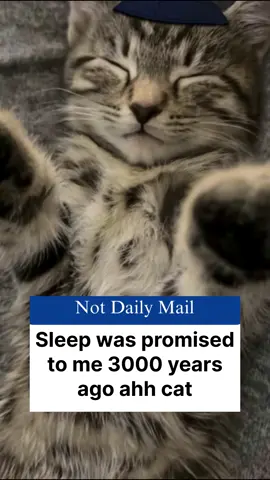 Cat #fyp #tiktok #trending #meme #dailymail 